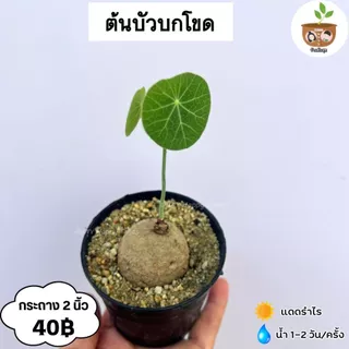 ต้นบัวบกโขด จัดส่ง 2 ต้นขึ้นไปคละแบบต้นไหนก็ได