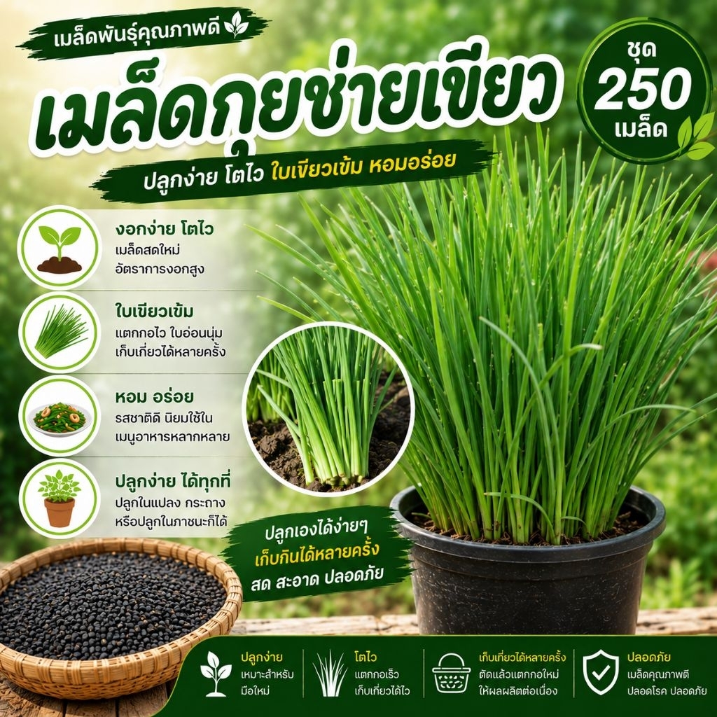 เมล็ดพันธุ์ กุยช่ายเขียว  Garlic chives กุยไช่ กุ่ยช่าย กุ้ยช่าย