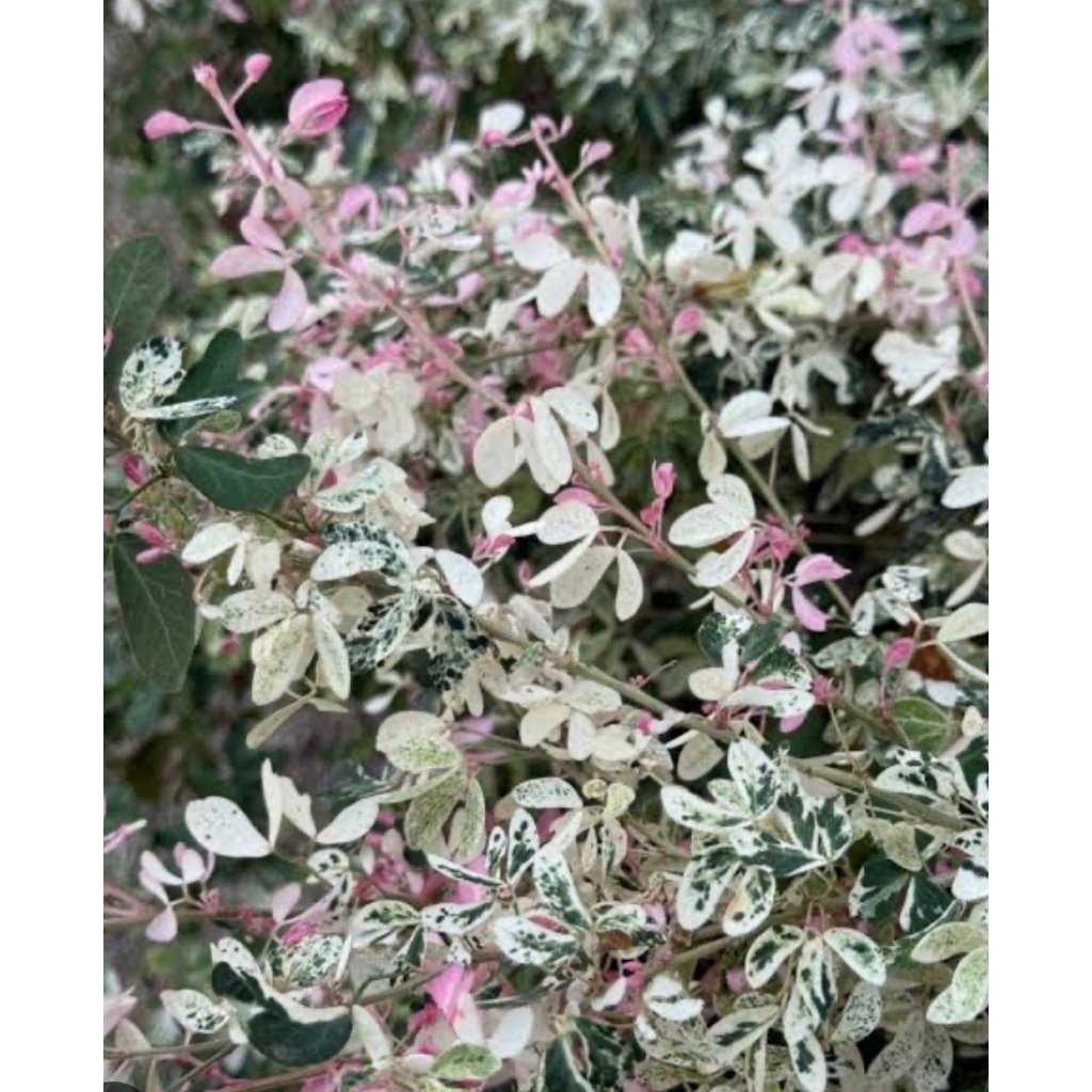 ต้นมะขามเทศด่าง (Pithecellobium dulce) ร้านต้นไม้Patsorntree