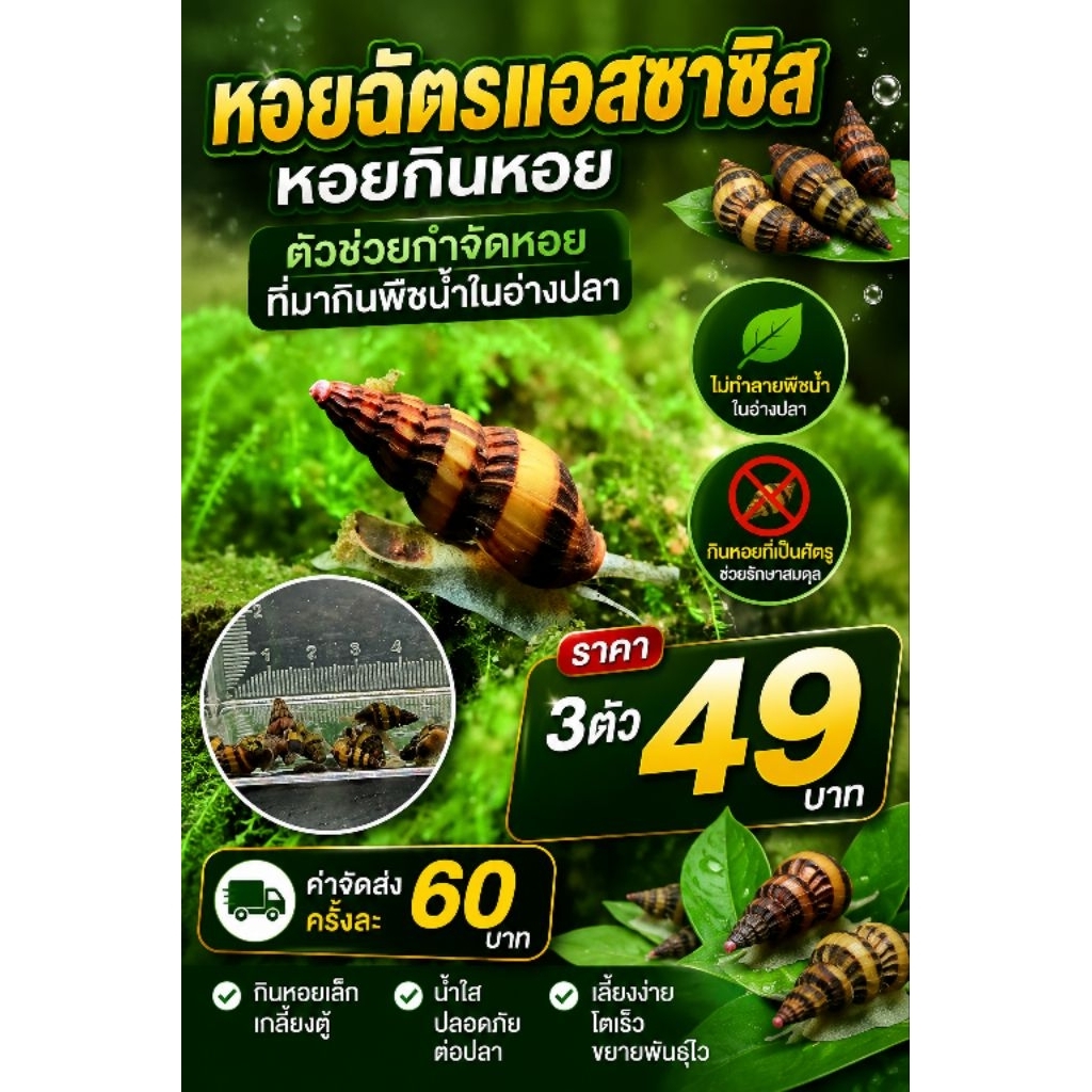 ห อ ย ฉัตร แอสซาซิน สีเหลืองทอง 3ชิ้น
