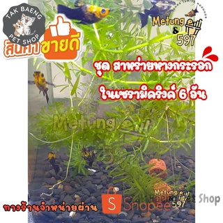 ชุด สาหร่ายหางกระรอก ต้นไม้น้ำ ไม้น้ำ ในเซรามิคริงค์ 6 อัน โปรโมชั่น แถม 4 อัน