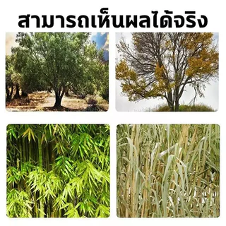 GEMI หยดรากเน่า ยาฆ่าต้นไม้ใหญ ยากำจัดต้นไม้ 200ml สูตรเข้มข้น ยาฆ่าตอต้นไม้ สารกำจัดกอไผ่ ยาฆ่