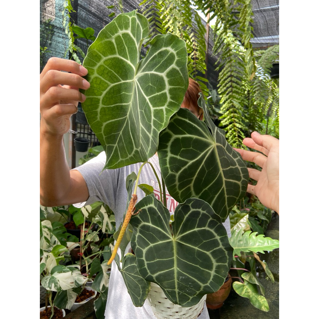 Anthurium clarinervium (หน้าวัวใบคลาริเนอร์เวียม)  ‼️ตัวกระดูกชัด