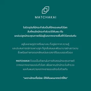 MatchaKai | ผงชาเขียวมัทฉะ | Matcha รุ่น M6 ขนาด 1 kg | Yame ,Fresh Green, Nutty