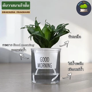 🌱ต้นไม้ฟอกอากาศ/ต้นไม้มงคล ต้นไม้ตั้งโต๊ะทำงาน (มีหลายชนิด) พร้อมกระถางรดน้ำอัตโนมัตGOODMORNING 4"นิ้ว ครบชุดพร้อมปลูก