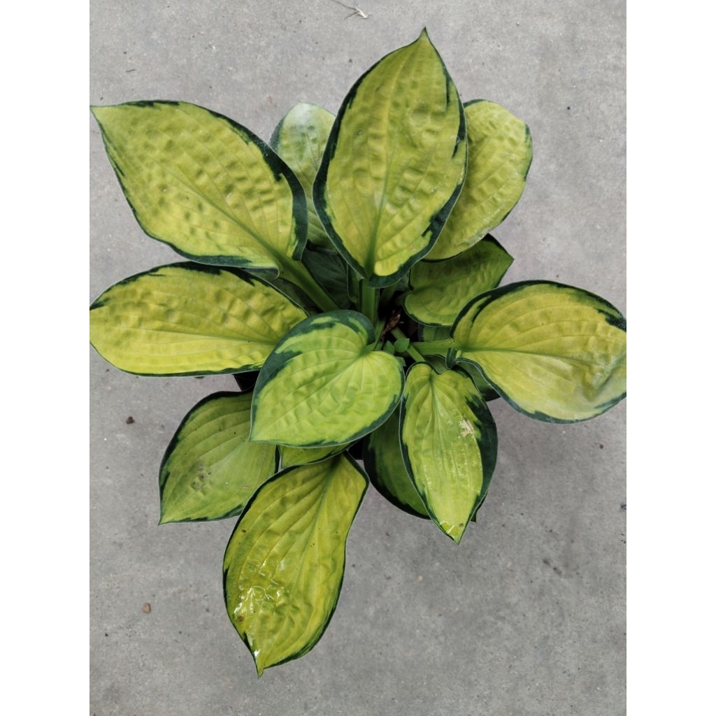 Hosta 'Orange Marmalade ฮอทต้า ออเรนจ์ มาร์มาเลด