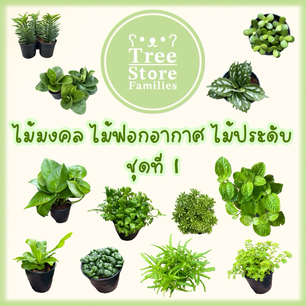 ต้นไม้มงคล ไม้ฟอกอากาศ และประดับ (ชุดที่ 1)*สั่งซื้อขั้นต่ำ 2 ต้น*