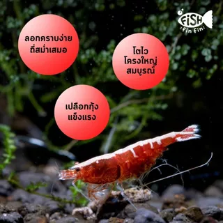 อาหารกุ้งแคระ อาหารกุ้งเครย์ฟิช เม็ดจม เร่งสี ลอกคราบไว น้ำไม่ขุ่น I Fishfinfin