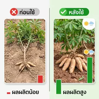ฮอร์โมนระเบิดหัวมัน ขนาด 500 ml ใช้ได้ 30 ไร่ ใช้กับพืชทุกชนิด ช่วยการสะสมอาหารของพืช