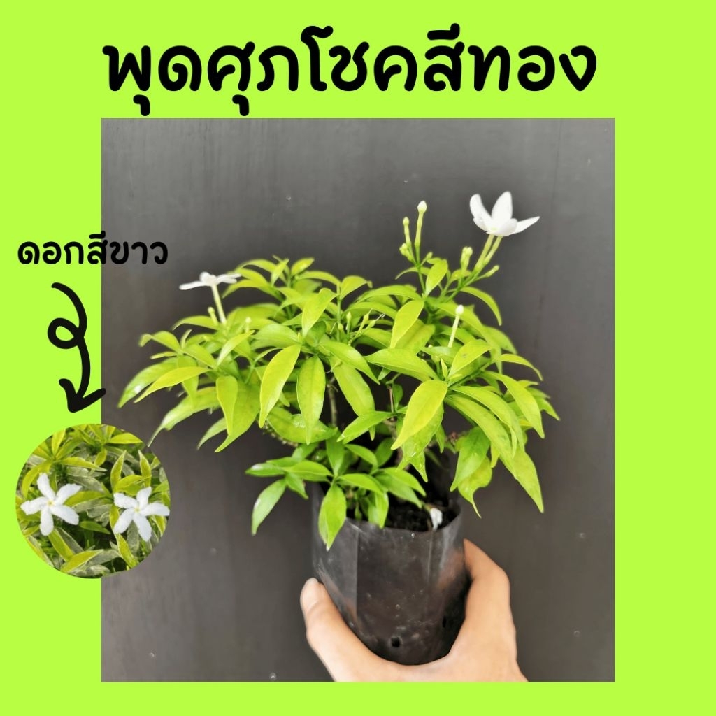 ต้นพุดศุภโชคสีทอง ถุง4นิ้ว (พิเศษ2ต้น45) ติดดอกง่าย ดอกสีขาวสวย เลี้ยงง่าย
