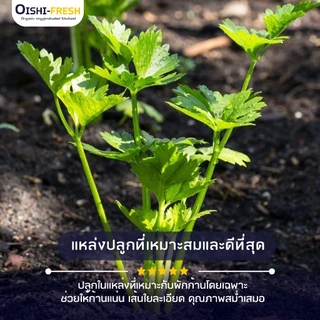 🛒Oishi-Fresh🥬เซเลอรี่ ปลอดสารพิษ 1 กก. รสชาติกรอบ สด ใหม่ ใยอาหารสูง หวานออร์แกนิค ผัก เคลมได้ 1-2 วัน