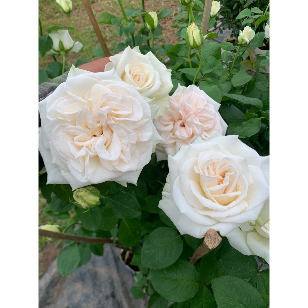กุหลาบ White O’Hara (ไวท์ โอฮารา) White O’Hara เป็นกุหลาบตัดดอกสีขาว