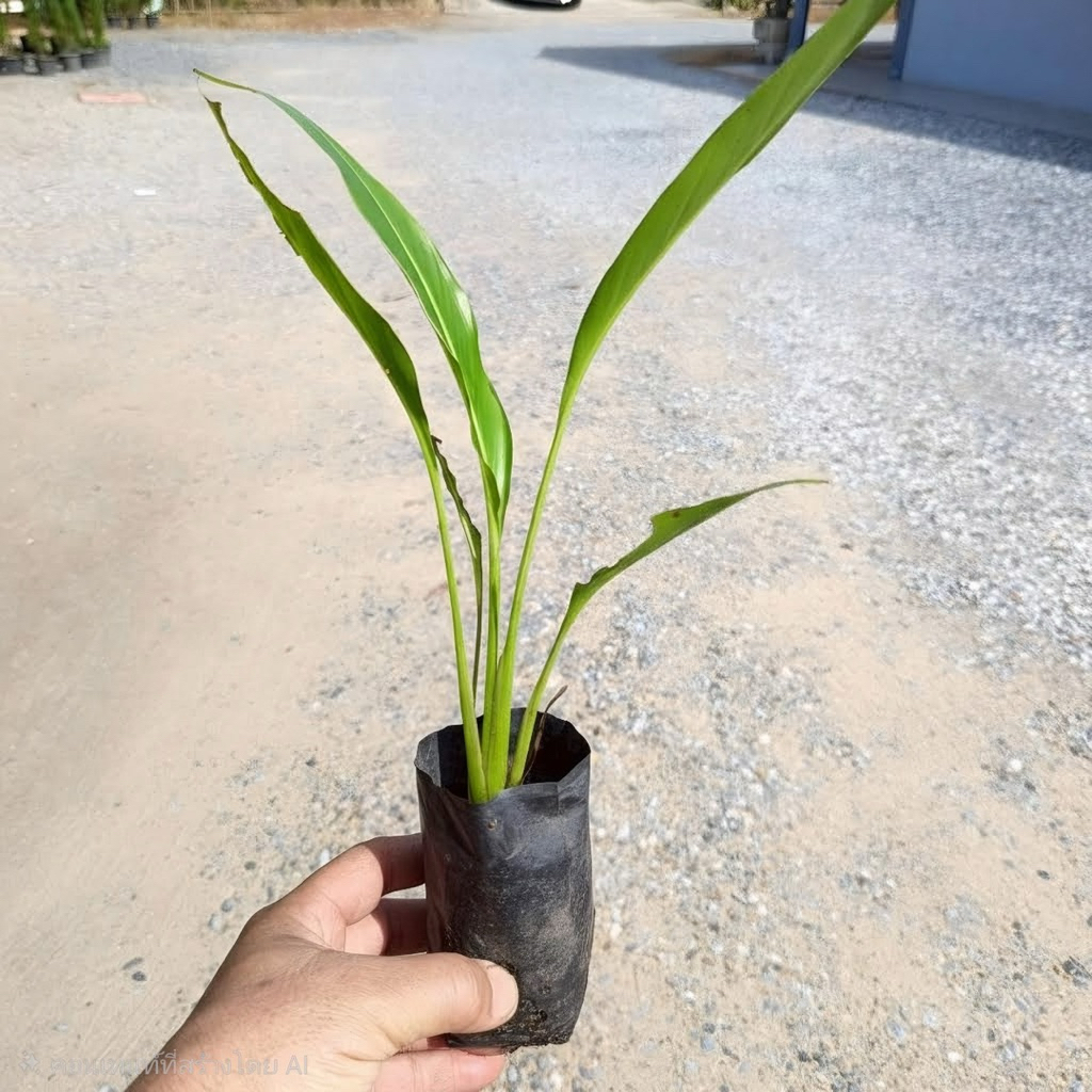 กล้ากล้วยพัด 20-30 ซม. ต้นสวยเลี้ยงง่ายโตไว🌱 เพาะเมล็ด