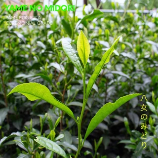 มัทฉะ Yame No Midori เกรดพิธีการจากเมืองยาเมะ ปี2026 โทนถั่ว