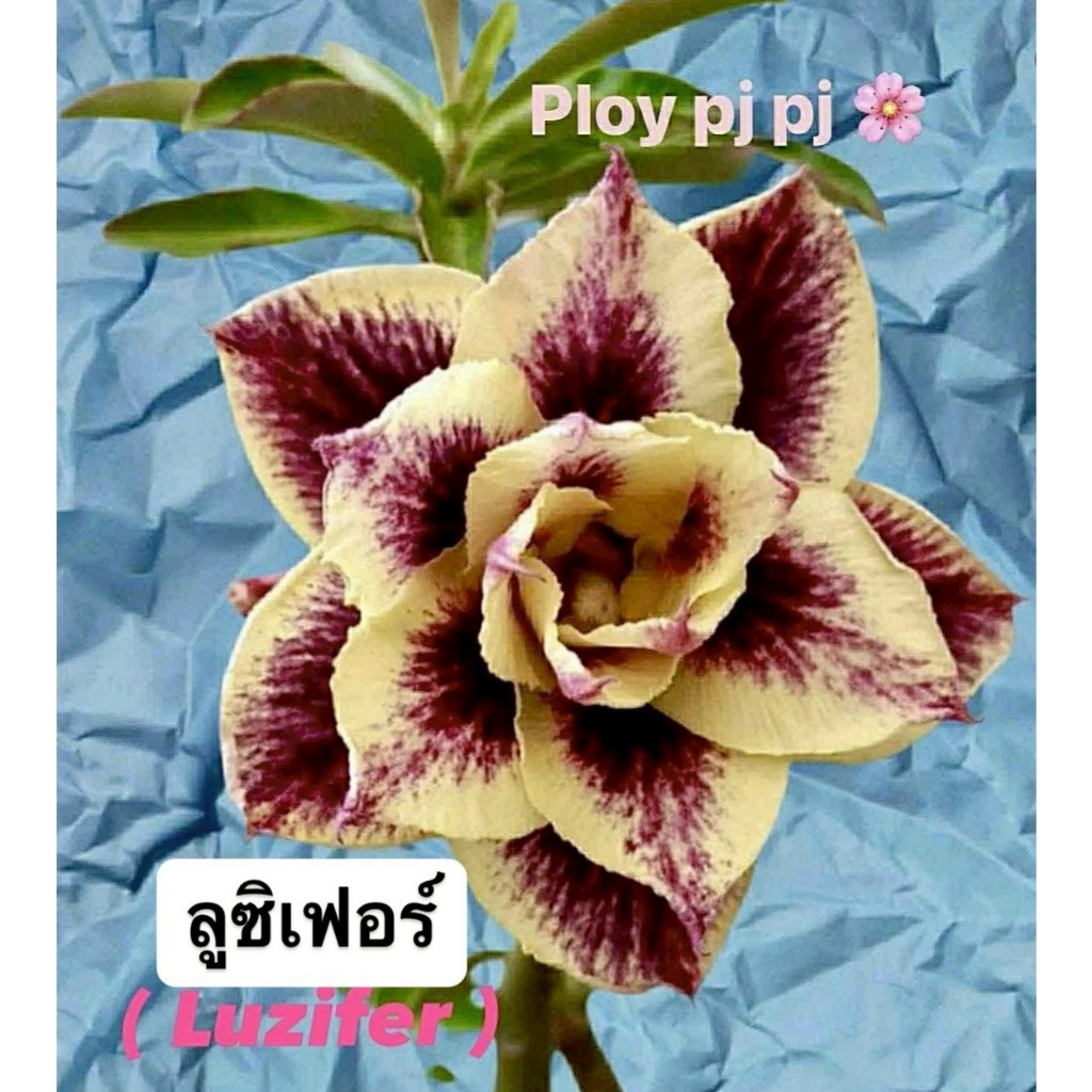 ชวนชมดอกซ้อน "ลูซิเฟอร์" ขนาดกระถาง 6 นิ้ว (แบบถอนจัดส่ง)