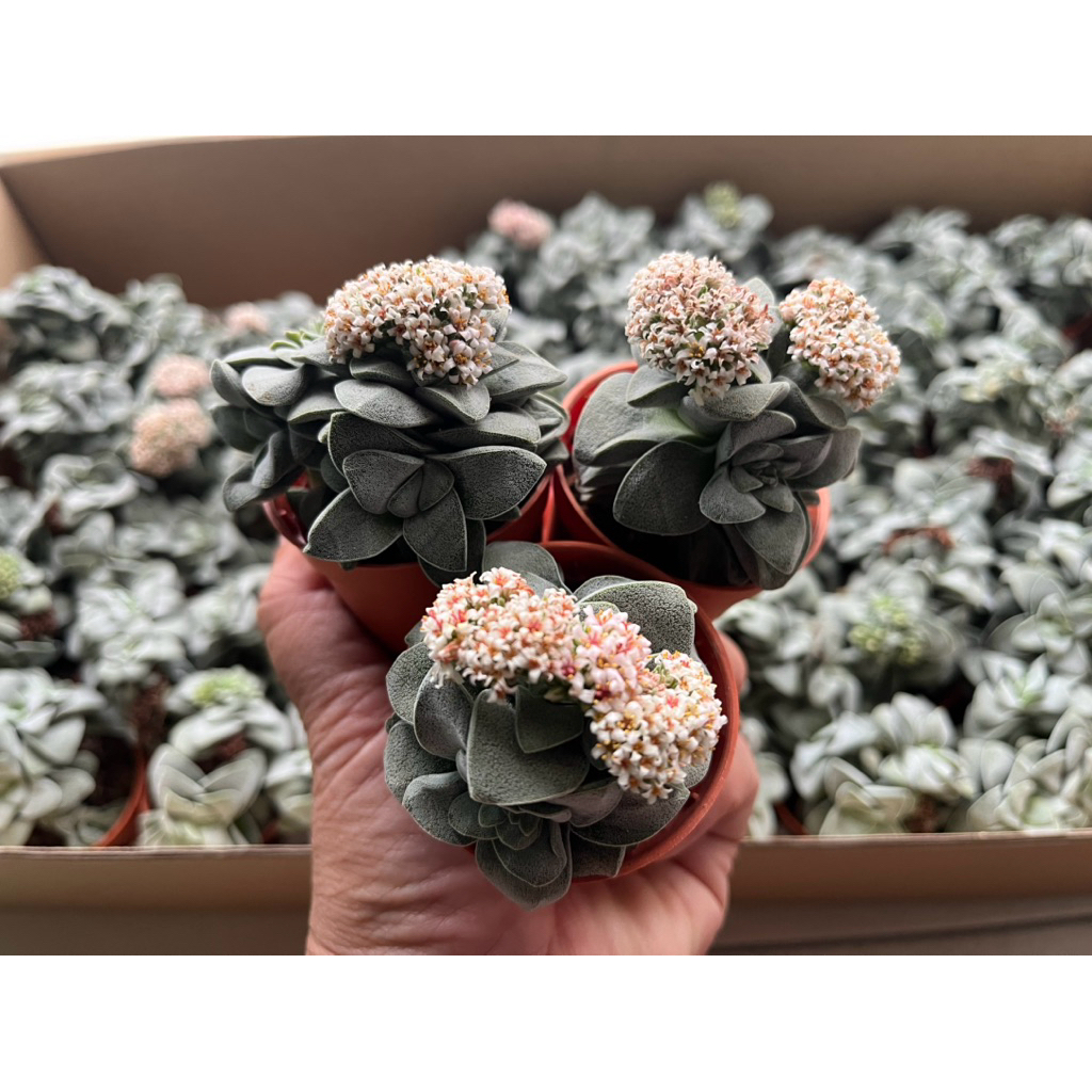 Crassula   Coralita  สปริงเงินหนา