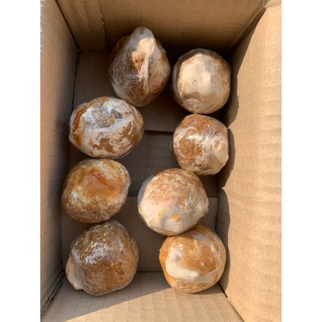 เชื้อก้อนเห็ดปลวกหรือเห็ดโคนใหญ่ 1 แถม 1ชุด