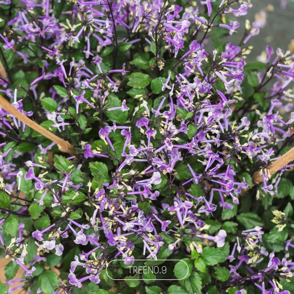 Treeno.9 อาจูก้า ม่วงมณี Mana Lavender กระถาง 8 นิ้ว สูง รูปที่ 2