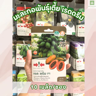 เมล็ดพันธุ์มะละกอ ซองเล็ก มีครบ! มะละกอแขกดำ มะละกอฮอลแลนด์ ศรแดง เจียไต๋