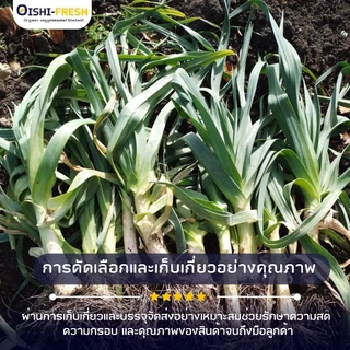 🛒Oishi-Fresh🥬ต้นหอมญี่ปุ่น ปลอดสารพิษ 1 กก. รสชาติกรอบ สด ใหม่ ใยอาหารสูง หวานออร์แกนิด ผัก เคลมได้ 1-2 วัน