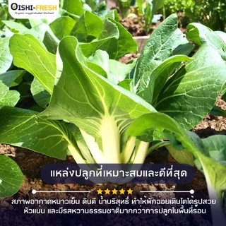 🛒Oishi-Fresh🥬ผักฉ่อย ปลอดสารพิษ 1 กก. รสชาติกรอบ สด ใหม่ ใยอาหารสูง หวานออร์แกนิค เคลมได้ 1-2 วัน