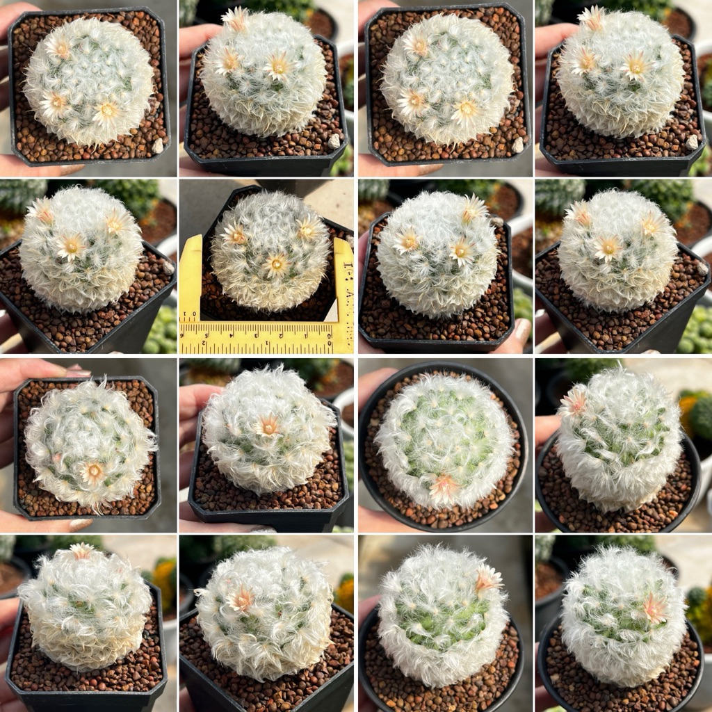Mammilaria albicoma: แมมขนแกะ แคคตัส กระบองเพชร