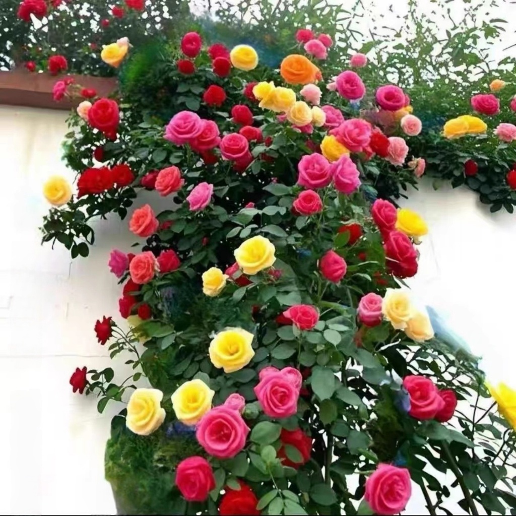 สีผสม กุหลาบเลื้อย บรรจุ 100 เมล็ด Climbing Rose Seeds [ 10 เเถม 1 คละได้ ]