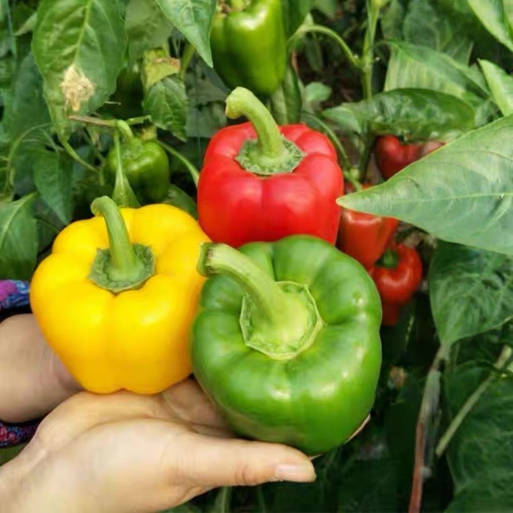 เมล็ดพันธุ์ พริกหวาน 100 เมล็ด Sweet Pepper Seeds 10 เเถม รูปที่ 6