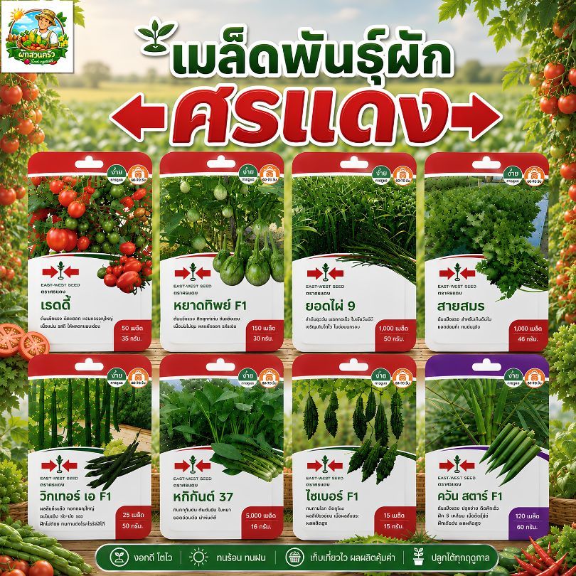 รวมผักศรแดงF1 (ศรแดงชุดที่ 2) ผักซอง มีให้เลือก 29 ชนิด ฟักทอง กะเพรา พริก ผักชี ข้าวโพด มะละกอ