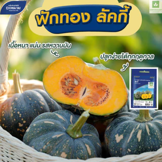 ใหม่! ฟักทอง ลัคกี้ เจียไต๋ เมล็ดพันธุ์ฟักทอง Lucky Pumpkin Seed