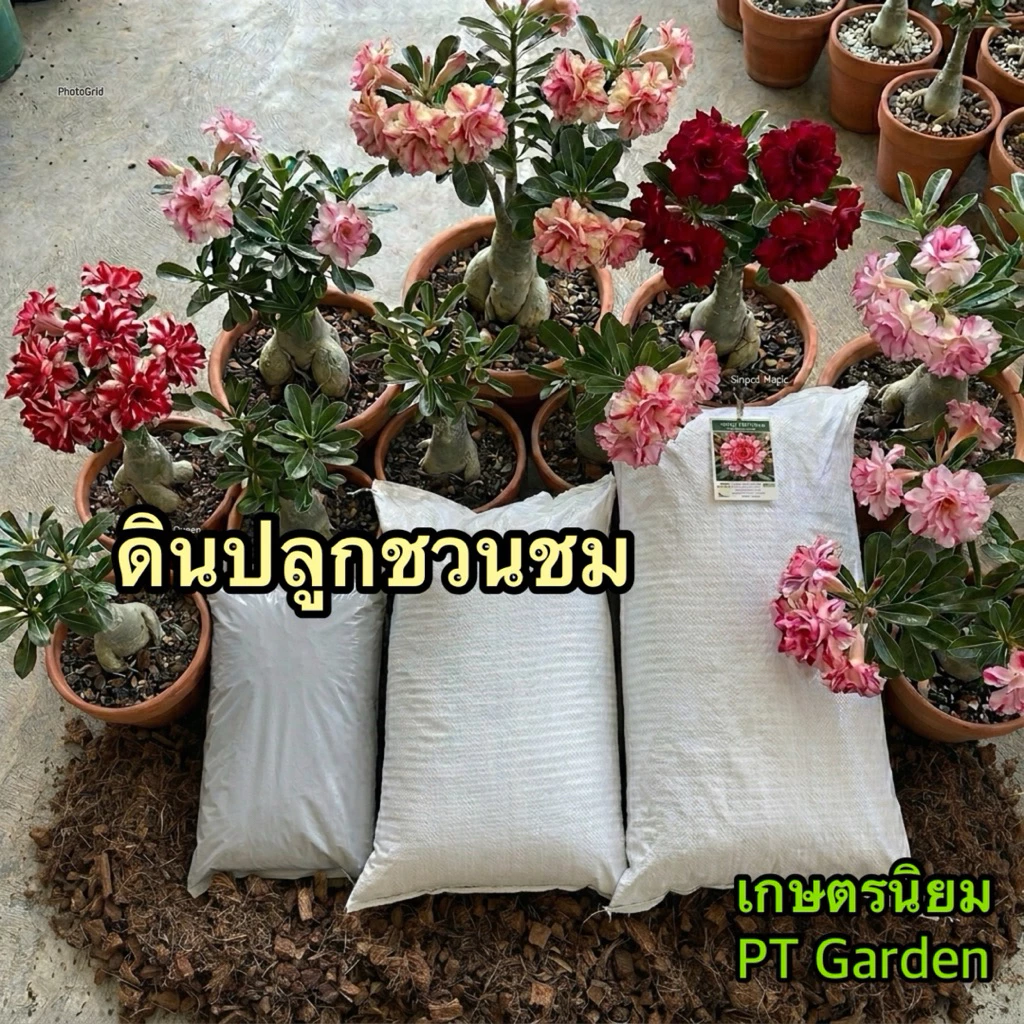 ดินปลูกชวนชม ดินปลูกสำเร็จรูป ใช้ปลูกต้นไม้ที่ชอบดินระบายน้ำดีได้ทุกชนิด