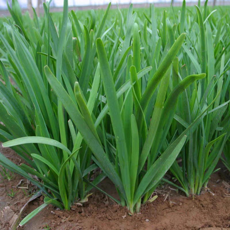 เมล็ดพันธุ์ กุยช่าย ประมาณ200เมล็ด Chives Seeds [ 10 เเถม 1 คละได้ ]