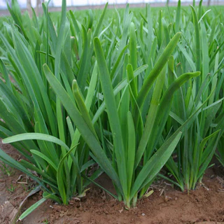 เมล็ดพันธุ์ กุยช่าย ประมาณ200เมล็ด Chives Seeds [ 10 เเถม 1 คละได้ ]