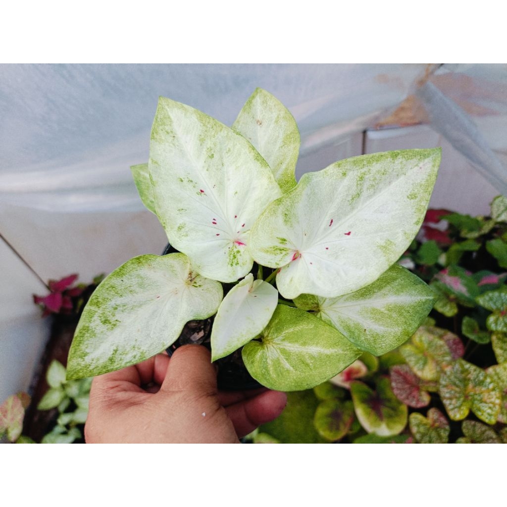 Thumbnail 3