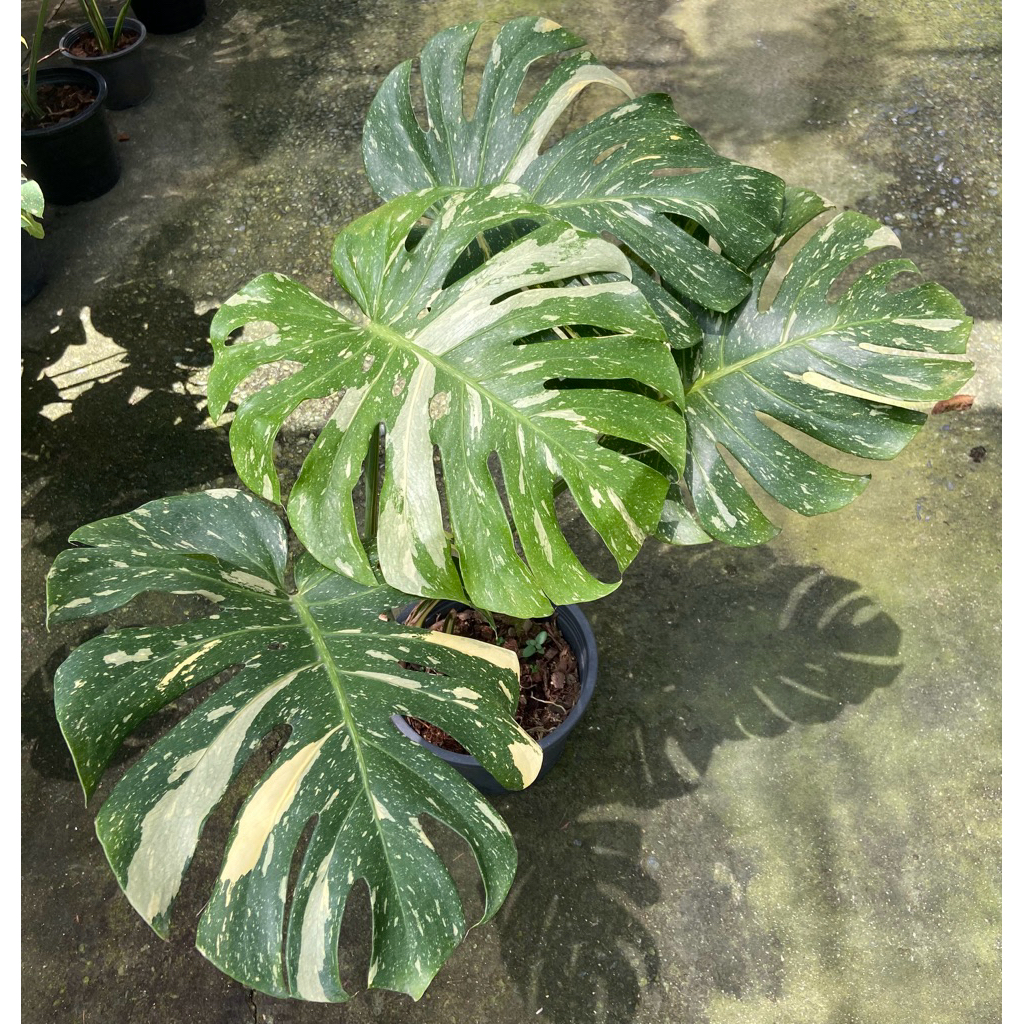 Monstera Thai Constellation (มอนสเตอร่า ไทคอน) เป็นไม้ประดับยอดนิยมที่มีต้นกำเนิดจากการเพาะเลี้ยงเนื้อเยื่อในไทย