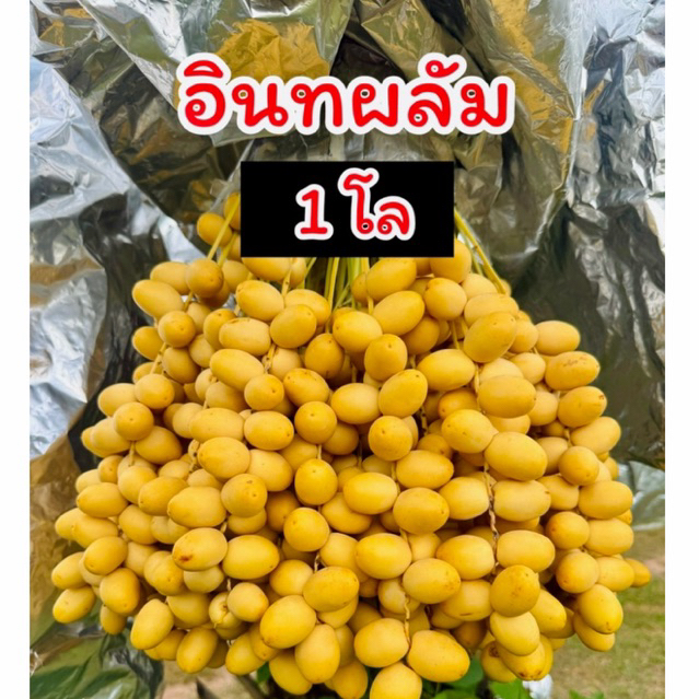 อินทผลัม สดสายพันธุ์บาฮี สีเหลือง ขนาด 1 กิโล กรอบๆ อร่อย