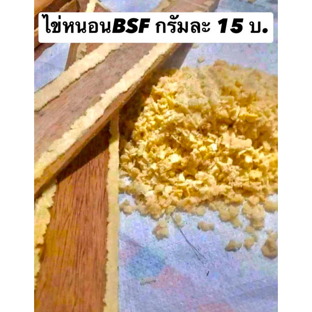 AGRO-POWERไข่หนอนBSF