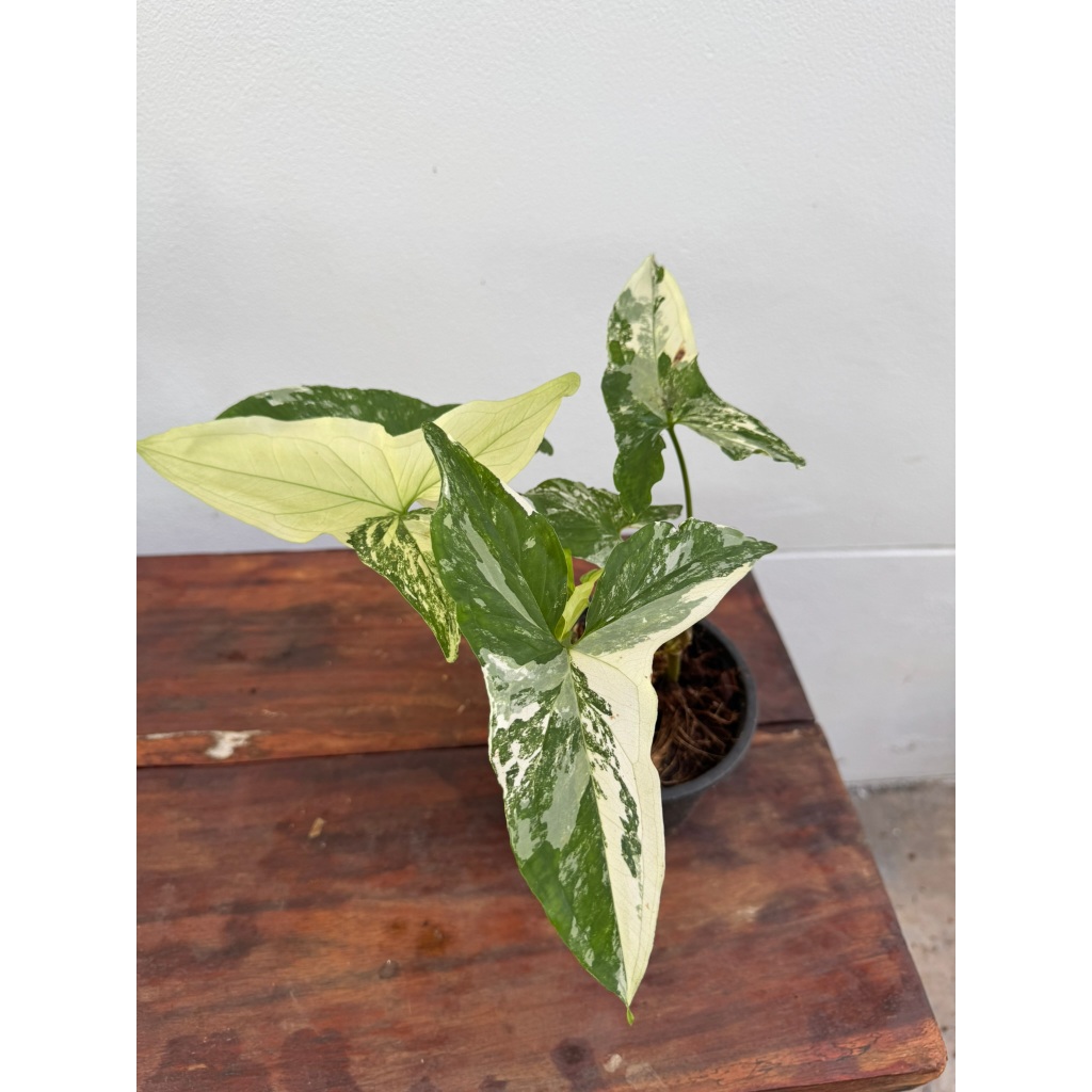 เงินไหลมา ด่างขาว Syngonium podophyllum variegated อ่านรายละเอียดก่อนสั่งซื้อ