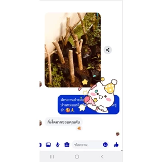 กิ่งตอนผักหวานป่ายอดเหลือง 👉กิ่งไซส์ กลาง1.25ซ.ม ขึ้นไป