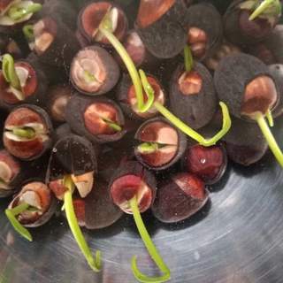 บัวหลวงปทุม 20-100 เม็ด ชมพูยักษ์ ตัดเปลือกงอกไว Pink Pathum Lotus Seeds (Ready to Plant) ดอกใหญ่มาก