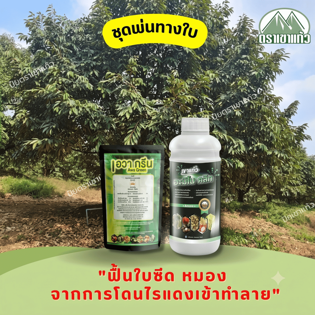 ชุดพ่นทางใบ เขาแก้ว เอวากรีน (500g) & อะมิโนคลิก(1L)