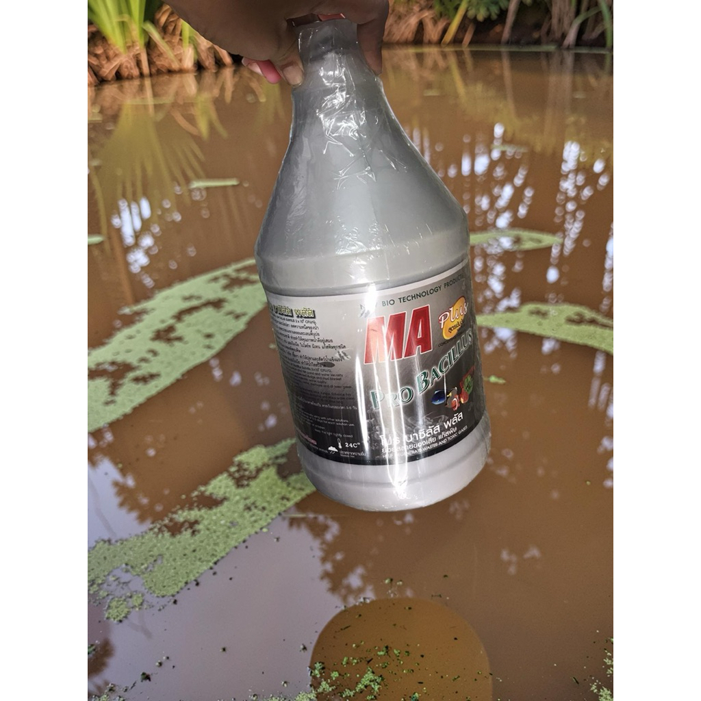 PRO BACILLUS PLUS 3800 cc จุลินทรีย์น้ำ ขนาด 4 ลิตร รูปที่ 3