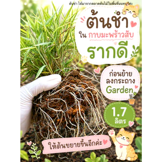 ต้นไผ่แมว กระถางGarden 6"มีจานรอง ปลูกให้แล้วในดินและปุ๋ยอินทรีย์ ไร้โลหะหนัก ไผ่เงิน หญ้าแมว