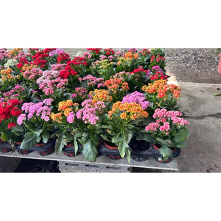 1/8/26พร้อมส่ง กุหลาบหินดอกซ้อน Kalanchoe blossfeldiana กระถาง4นิ้ว ดอกสวย