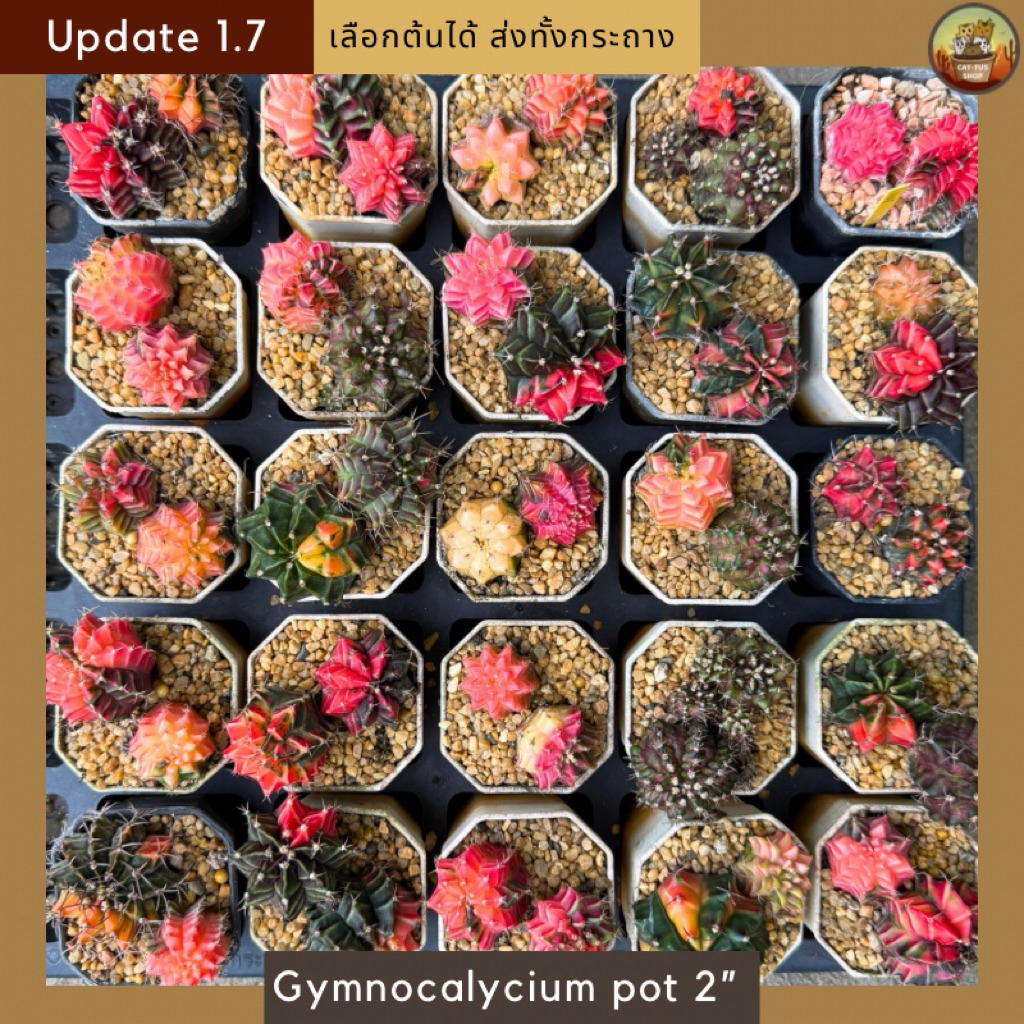 [ Update 1.7 ] Pot กระบองเพชรยิมโนด่างไม้เพาะเมล็ด ราคาถูก จัดส่งทั้งกระถาง Cactus Gymnocalycium แข็งแรง สีสันสวยงาม
