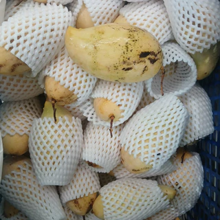 มะม่วงน้ำดอกไม้ / โชคอนันต์ / มหาชนก / แก้วขมิ้น 1กิโล หอมหวานอร่อย สด สะอาด