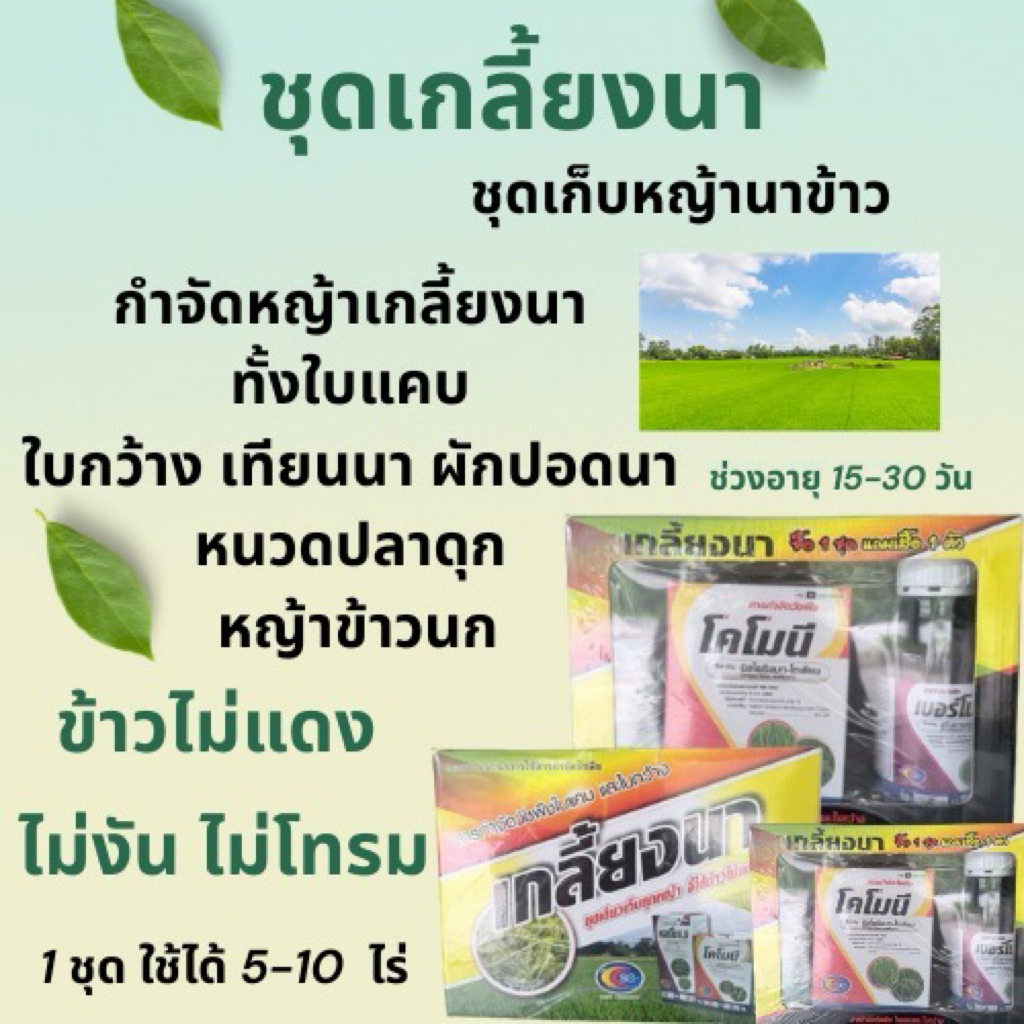 (รักษ์เกษตร) เกลี้ยงนา ชุดใหญ่ 10 ไร่ ชุดเก็บหญ้าในนาข้าว อายุ15-30วัน โสน ไมยราบ ผักบุ้ง หญ้าดอกขาว ข้าวนก