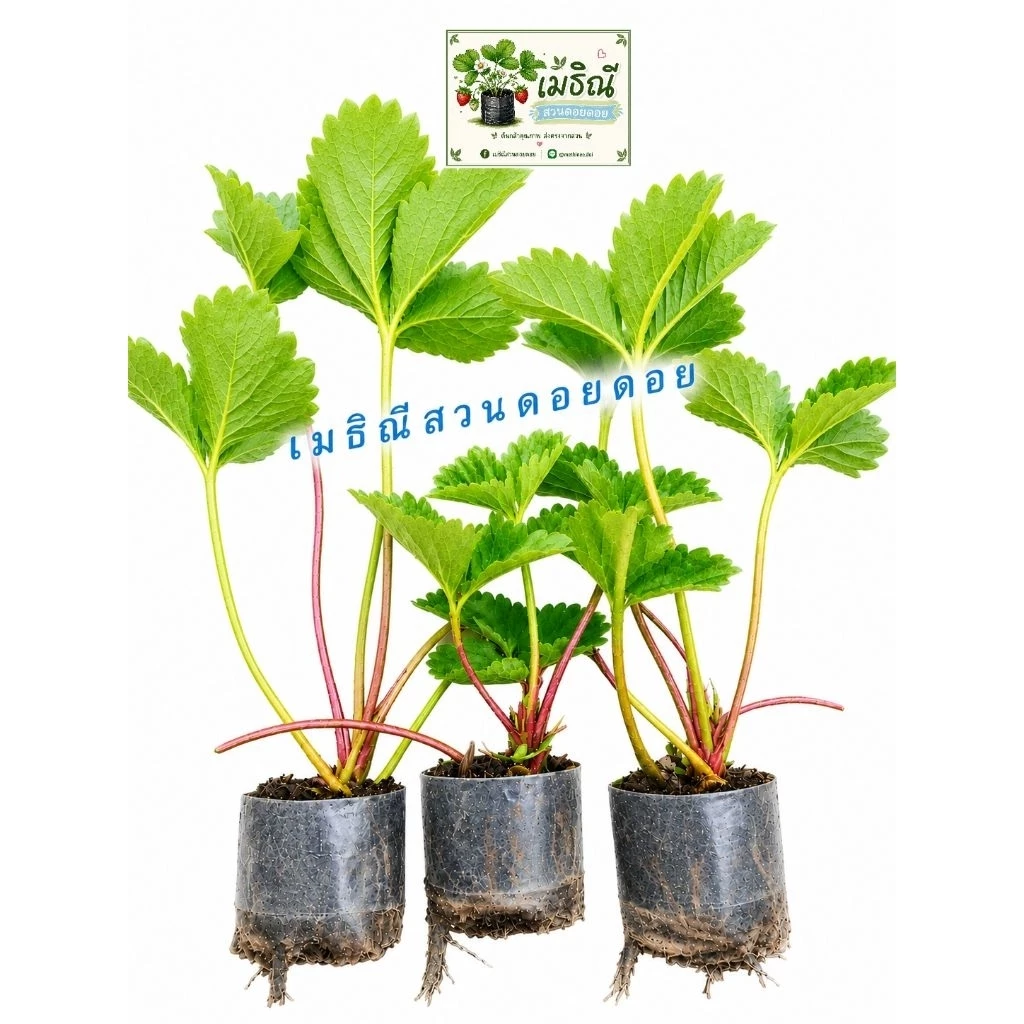ต้นกล้าสตรอว์เบอร์รี่พันธุ์80/ชุด10ต้น🍓🍓🌱🌱พร้อมส่ง/10ต้นแถม1ทุกออเดอร์