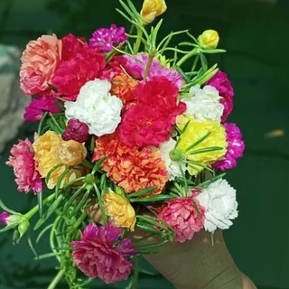 แพรเซี่ยงไฮ้ (ตัดกิ่งสดยาวอวบ 125 กิ่ง คละทุกสี)ดอกคุณนายตื่นสาย ดอกแพรเซี่ยงไฮ้ (ขนาดบรรจุ 800-850 กรัมเต็มกล่องไซส์ B)