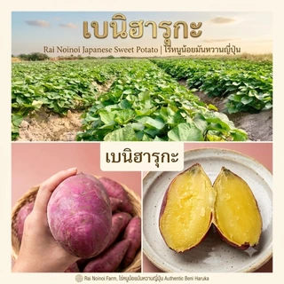 ยอดพันธุ์​มัน​หวาน​ญี่ปุ่น​เบนิฮารุกะแท้​💯 1ชุด 55ยอด เนื้อเหลืองหวานนิยมมากในประเทศปลูกง่ายดูแลง่ายปลูกได้ทุกสภาพดิน